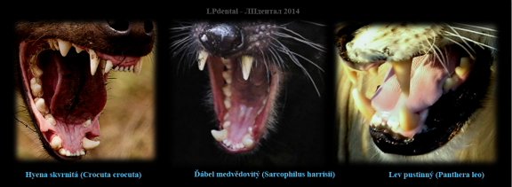 Rozdíly v zubních denticích u šelem (Carnivora).png
