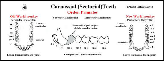 4 Shearing Teeth-Carnassial Teeth-Dens sectorius pm2-3.png