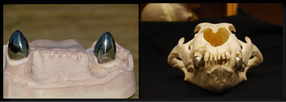 Lion dental cast-Lion skull.png